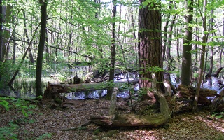 Mischwald mit Gewässer und Totholz
