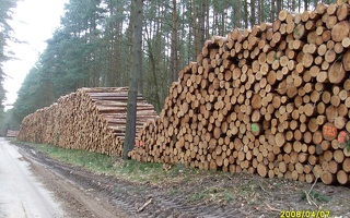  Holzpolter 