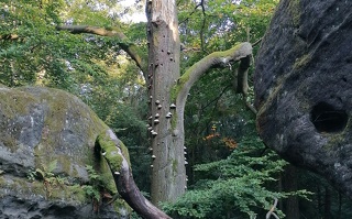 Biotopbaum Elbsandsteingebirge