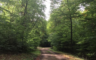 Waldweg Buchenwald 