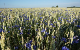 Weizenfeld mit Kornblumen