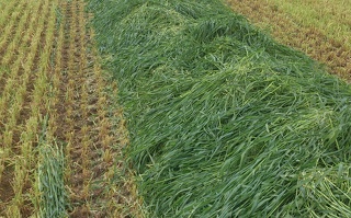 Getreide - Ganzpflanzensilage