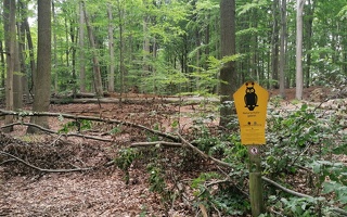 Naturschutzgebiet Grumsiner Wald 
