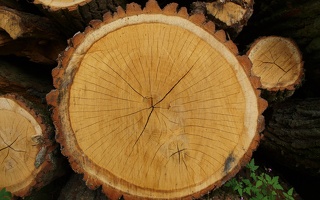 Querschnitt eines Holzstamms