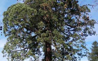Riesenmammutbaum im Schlosspark Kaarz
