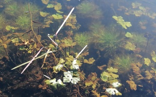 Wasserpflanzen in einem Gewässer