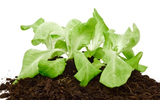Junge Salatpflanzen in torffreier Pflanzerde