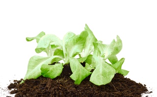Junge Salatpflanzen in torffreier Erde