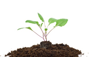 Kohlrabijungpflanze im torffreien Erdpressballen und torffreier Gemüseerde