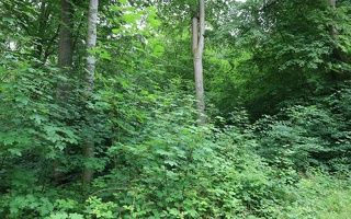 Dauerwald mit Buche und Bergahorn
