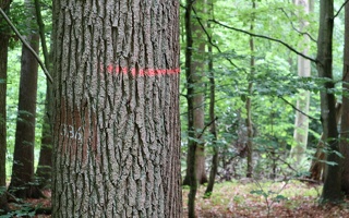 Markierung am Baum
