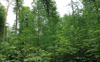 Strukturreichtum im Dauerwald
