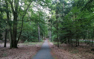 Fahrradweg Wald 