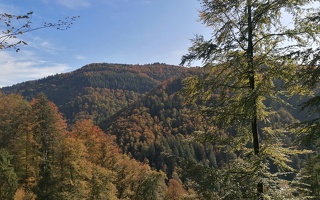 Mischwald im Schwarzwald