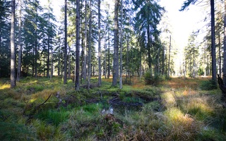 Renaturiertes Waldmoor in Sachsen