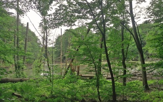 Renaturiertes Waldmoor