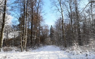 Verschneiter Waldweg in Baden-Württemberg